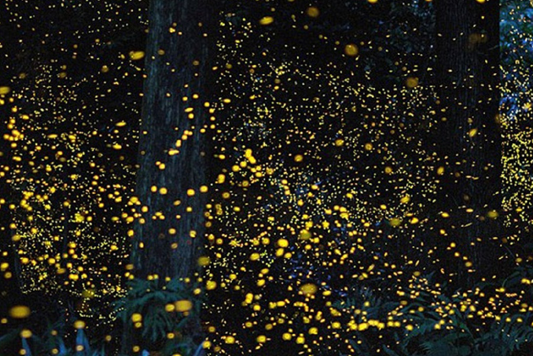 Fireflies Watching